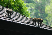 Bukit Timah Nature Reserve