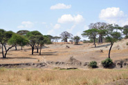 Parc National de Tarangire