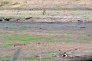 Parc National de Tarangire