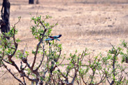 Parc National de Tarangire