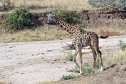 Parc National de Tarangire