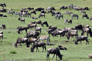 Serengeti National Park