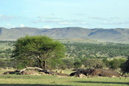 Vu de notre camp � Lobo, Serengeti