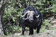 Lobo, Serengeti