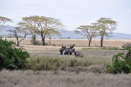 Serengeti