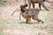 Parc national du lac Manyara