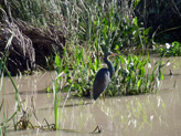 Un habitant du coin