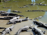 Attroupement d'alligators