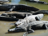Concentration d’alligators
