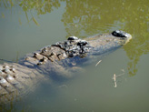 Alligator