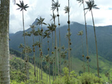 A 2600 mètres, chez nous, on a des sapins, en Colombie, ils préfèrent les palmiers