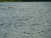  Et oui, il y a des dauphins dans l'Amazone.