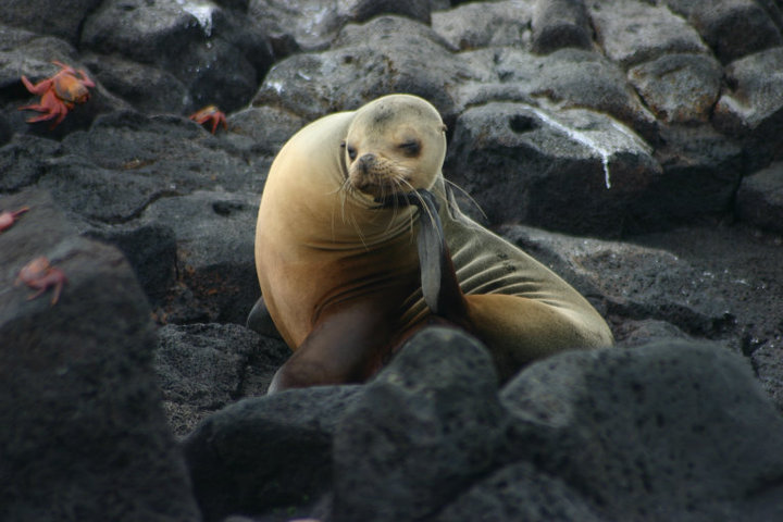 Galapagos