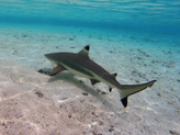 Les petits requins de Moorea