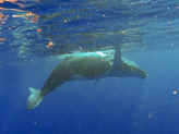 Une chance �norme de pouvoir se baigner avec des baleines � bosse