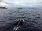 La bienvenue des dauphins au petit matin