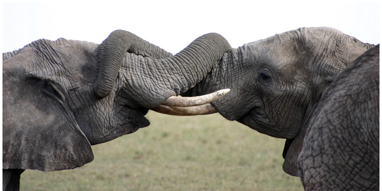 Tanzanie / Tanzania Tanzanie / Tanzania